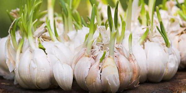 garlic